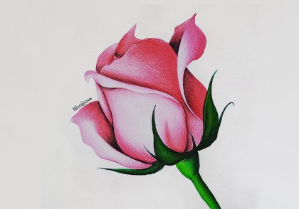 آموزش نقاشی گل رز با مداد رنگی